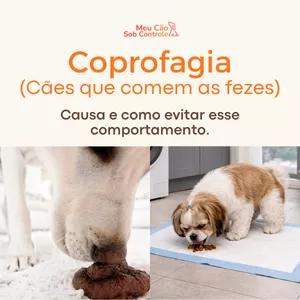 Imagem de capa para o Curso online Coprofagia (cães que comem fezes) - Causa e como evitar esse comportamento.