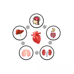 Imagem do curso Curso Fisiologia Humana Descomplicada