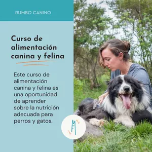 Imagen de portada para Curso online Curso de alimentación canina y felina