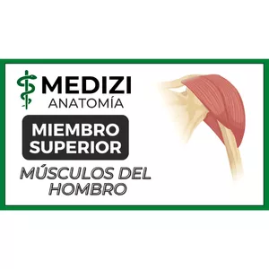 Imagen de portada para Ebook Anatomía de Miembro Superior - Músculos del hombro (Manguito rotador)