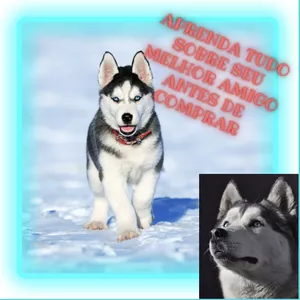 Imagem de capa para o Ebook Husky Siberiano x Malamute do Alaska 