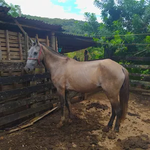 Imagem de capa para o Curso online Equitação
