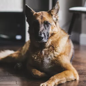 Imagem de capa para o Curso online Inteligência Emocional nos Cães 