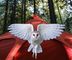 Red Tent Mystery School