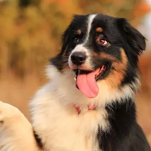 Imagen de portada para Curso online Adiestramiento Canino Práctico: Método Escuela Canina GADI