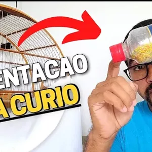 Imagem de capa para o Ebook Alimentacao para curio, dicas de alimentos, o que nao pode faltar pára seu curio