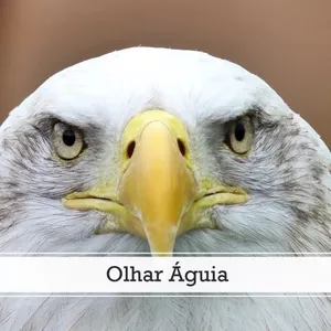 Imagem de capa para o Curso online Olhar Águia