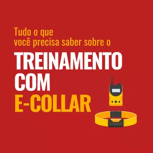 Tudo o que você precisa saber sobre o TREINAMENTO COM E-COLLAR