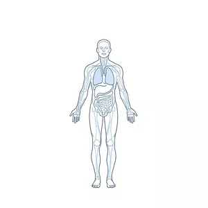 Imagem de capa para o Ebook Anatomia dos Sistemas Orgânicos