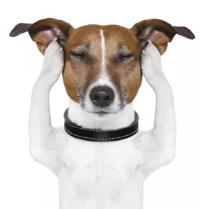 Imagen de portada para Curso online La Clínica del Dolor en Animales