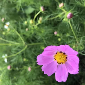 Imagen de portada para Curso online Fotografías ambientales 
