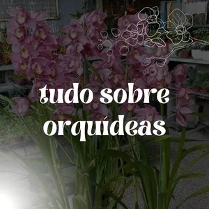 Imagem de capa para o Ebook Tudo sobre orquídeas 