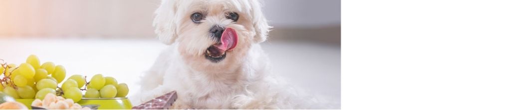 Cães e Gatos Vegetarianos?