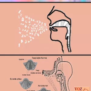 Imagem de capa para o Ebook Livro EDUCANDO A VOZ E DICÇÃO - TEORIA &amp; PRÁTICA