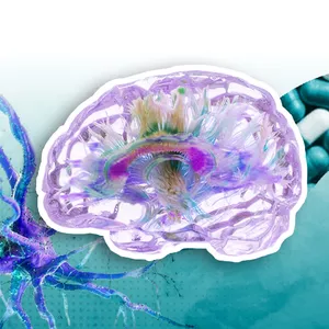 Imagen de portada para Curso online 5. Curso de Actualización en Neuropsicofarmacología asociada al adulto Mayor.