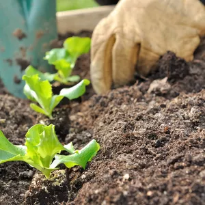 Imagem de capa para o Curso online Hortas Caseiras - Implantação e Cultivo