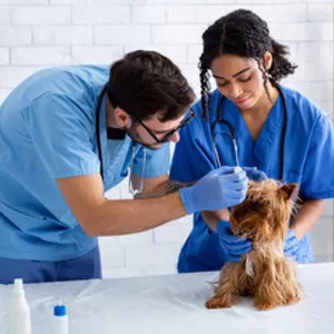 Imagem do curso  Auxiliar de Veterinário