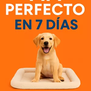 Imagen de portada para Curso online Añade esto- Pipí Perfecto en 7 Días