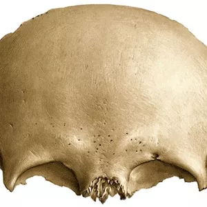 Imagen de portada para Ebook hueso frontal