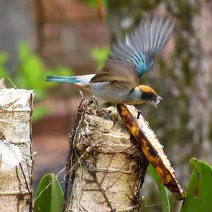Imagen de portada para Curso online Pájaros