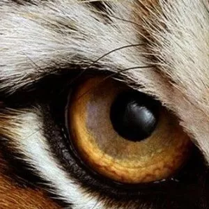 Imagem principal do produto Olhos de Tigre