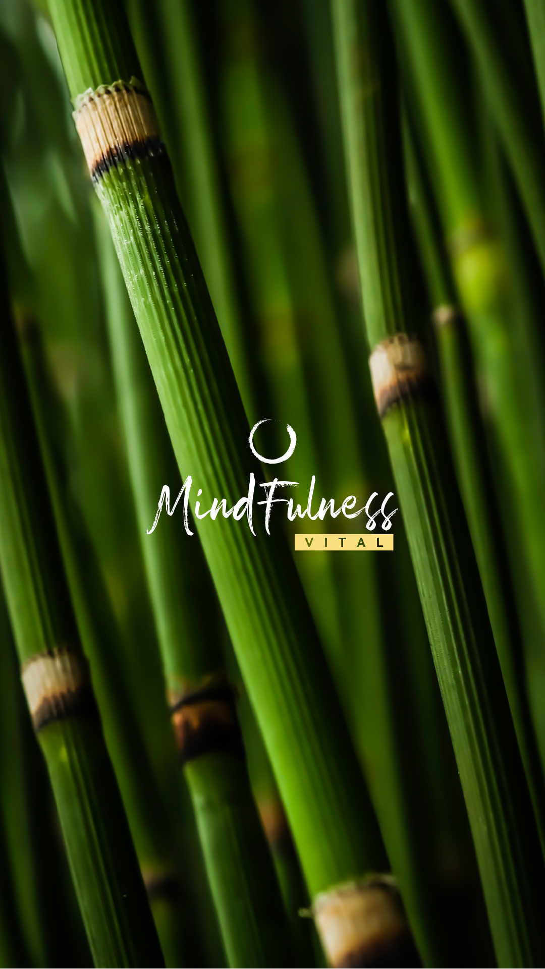 Imagem do curso Curso de Meditação Mindfulness Vital