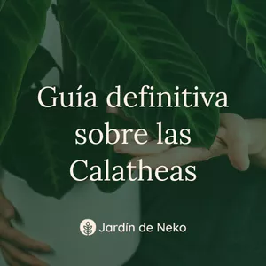 Imagen de portada para Ebook Guía definitiva sobre las Calatheas