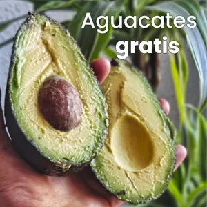 Imagen de portada para Curso online Curso Virtual: Plantar aguacates en casa gratis y para siempre 🥑💸