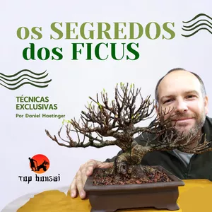 Imagem de capa para o Curso online Os segredos dos Ficus - Daniel Haetinger