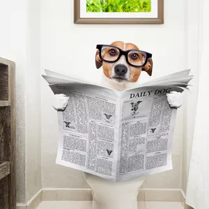 Imagem de capa para o Curso online Xixi e Cocô: Agora no lugar certo.