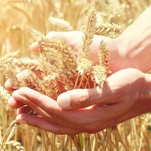 Imagem de capa para o Curso online Focus Meditation