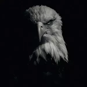 Imagem de Mentoria Eagle criado por Start Back na hotmart