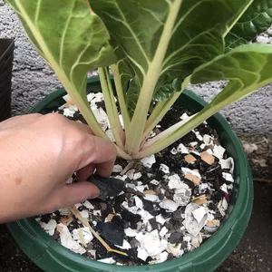 Imagen de portada para Curso online Preparación de Abono Orgánico con Desechos Vegetales Caseros para Plantas en Maceta