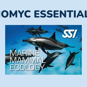 Imagen de portada para Curso online 1 Certificación de Instructor SSI (3)