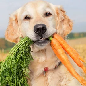 Imagem de capa para o Ebook Comida caseira para seu cão
