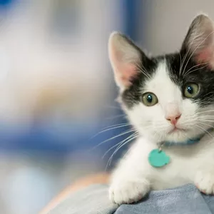 Imagem de capa para o Serviço online Pacote Pré-gatal