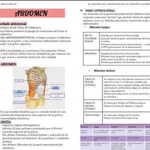 Imagen de portada para Curso online Abdomen