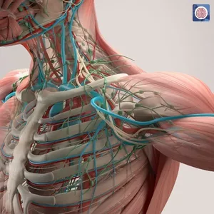 Imagem de capa para o Curso online Anatomia e Fisiologia Humana (Aplicação Clínica)