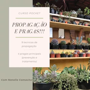 Imagem de capa para o Curso online Curso Pocket de Propagação de Suculentas Sem Pragas