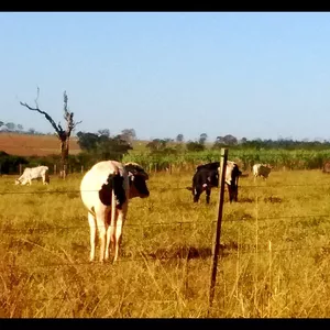 Imagem de capa para o Ebook REPRODUÇÃO  BOVINA- FERTILIZAÇÃO IN VITRO