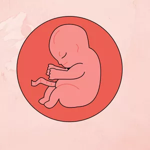 Imagem de capa para o Ebook Pack embriologia medicina