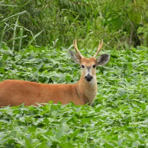 Imagem de capa para o Curso online Veado pantaneiro