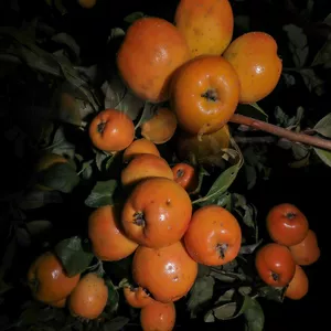 Imagen de portada para Curso online Taller Producción Biointensiva de Tejocote para Latinoamérica 