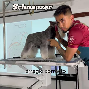 Imagen de portada para Curso online  Arreglo Comercial Completo a Máquina – Schnauzer