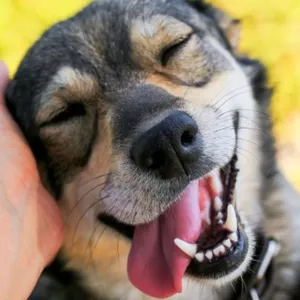 Imagem de capa para o Ebook Tudo que tem que saber para adotar seu cachorro