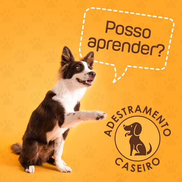 Adestramento Caseiro para Cães