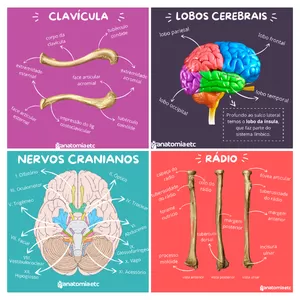 Imagem de capa para o Curso online Mapinhas Mentais Anatomia