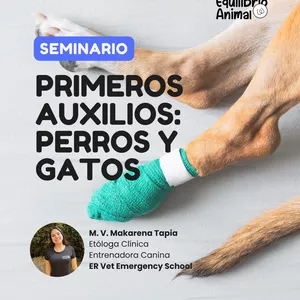 Imagen de portada para Curso online Primeros Auxilios: Perros y Gatos