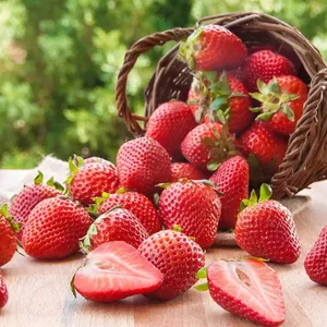 Imagem de capa para o Ebook Morango