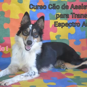 Imagem do curso Curso Cão de Assistência para o Transtorno do Espectro Autista - Cão Sentinela (módulo I)